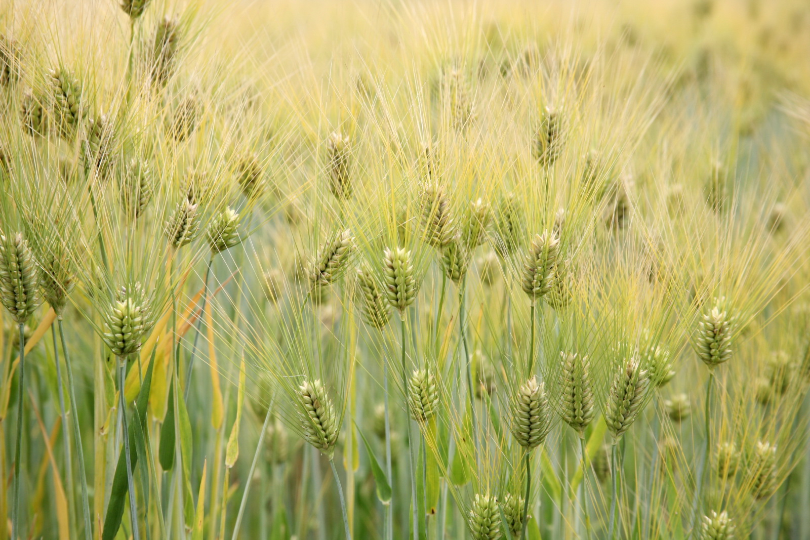 Green barley in a field